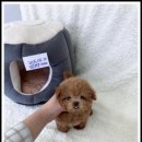 강아지분양 고양이분양 멍앤냥 수원점 이미지