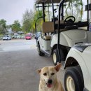 쓰담쓰담해줄개 이미지