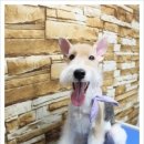 아라애견 이미지