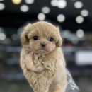 야옹아멍멍해봐(원성점) 이미지