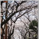 부산 남천동의 벚꽃 이미지