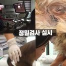 동물자유연대 부속 동물병원 네이버블로그