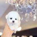 월령초등학교 | 미니비숑분양가 차이 나는 이유 알아봤어요.