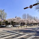 계양구청 앞 횡단보도 이미지