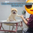 그루밍 애견미용 | 헤디스 그루밍에서 나온 반려동물애견미용테이블 콩이 실사용 후기