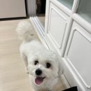 봄강아지 이미지