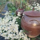 구절초꽃 모종(실비나눔) 이미지