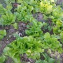 동제농장 이미지