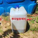 무더위와 전쟁, 영양만점인 발효 액비로 관주 이미지