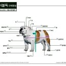 [잉글리쉬 불독 견체 명칭도] 잉글리쉬불독 몸에 대해서 알아봐요 이미지