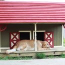 애견하우스 이미지