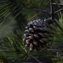 여주-0606 이미지