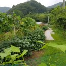 다우 농장 이미지