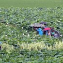 철새탐조대 이미지