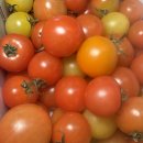 방울 | 파파스 왕방울 토마토 솔직후기