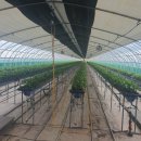 서현수 농장 이미지