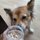 pet288거5655 | 국산강아지간식 굿포펫 한입큐브트릿 치킨 후기🐶