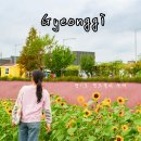 올리고마을영농조합 | 경기도 여행지 10월 11월 핑크뮬리 축제 바람새마을 주차 평택 데이트 코스