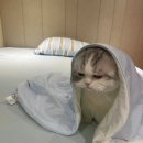 우쭈쭈 이미지