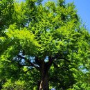 말하는은행나무 이미지