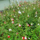 송천초교병설유치원 이미지