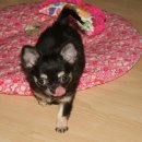 치와와 둥지 이미지