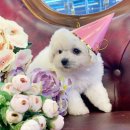 도그마루 강아지고양이 일산점 이미지