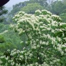 대만의 요통화(油桐花,유동화) 이미지