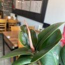 교동면옥 안동옥동점 이미지