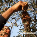 보나농장 이미지