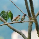 참새&허수아비 이미지