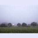 봉평메밀 이미지