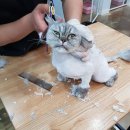 야옹아놀자청주점