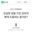 강아지 소화불량 이미지