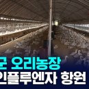 창녕 오리농장 조류인플루엔자 항원 검출 이미지