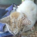 날으는고양이 이미지