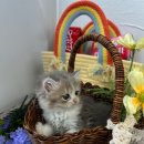 오독안심분양센터 강아지분양 고양이분양 대구점 이미지