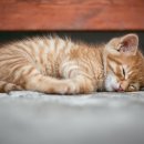 사바나동물병원 이미지