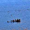 용댕이매운탕 이미지