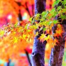 웃음치료사 양성반 이미지