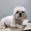 더(The)예쁘개 이미지