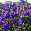 3대보리밥 이미지