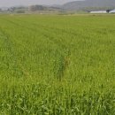 4월의밀밭 이미지