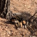 수리산 임도오거리 화장실 | [수리산 등산 코스 후기] 초보자도 가능한 산행 명소! 철쭉동산-슬기봉-태을봉 코스(feat : 결혼할 여자...