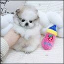 비비퍼피 강아지분양 일산점 이미지