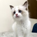 대전 고양이분양 퍼스트캣 대전점 이미지