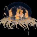 히드라충綱 - 담수해파리目 - 꽃모자해파리科 - 꽃모자갈퀴손해파리 이미지