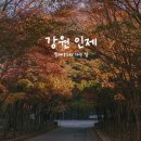 필례약수 | 강원도 인제 필례약수터 단풍나무길, 짧지만 완벽했던 가을 단풍 명소