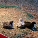 구례청계 이미지