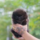 마리켄넬 이미지